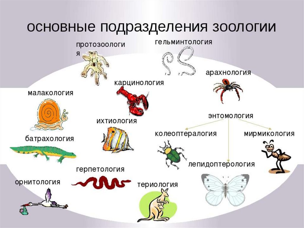 Урок по биологии мир биологии