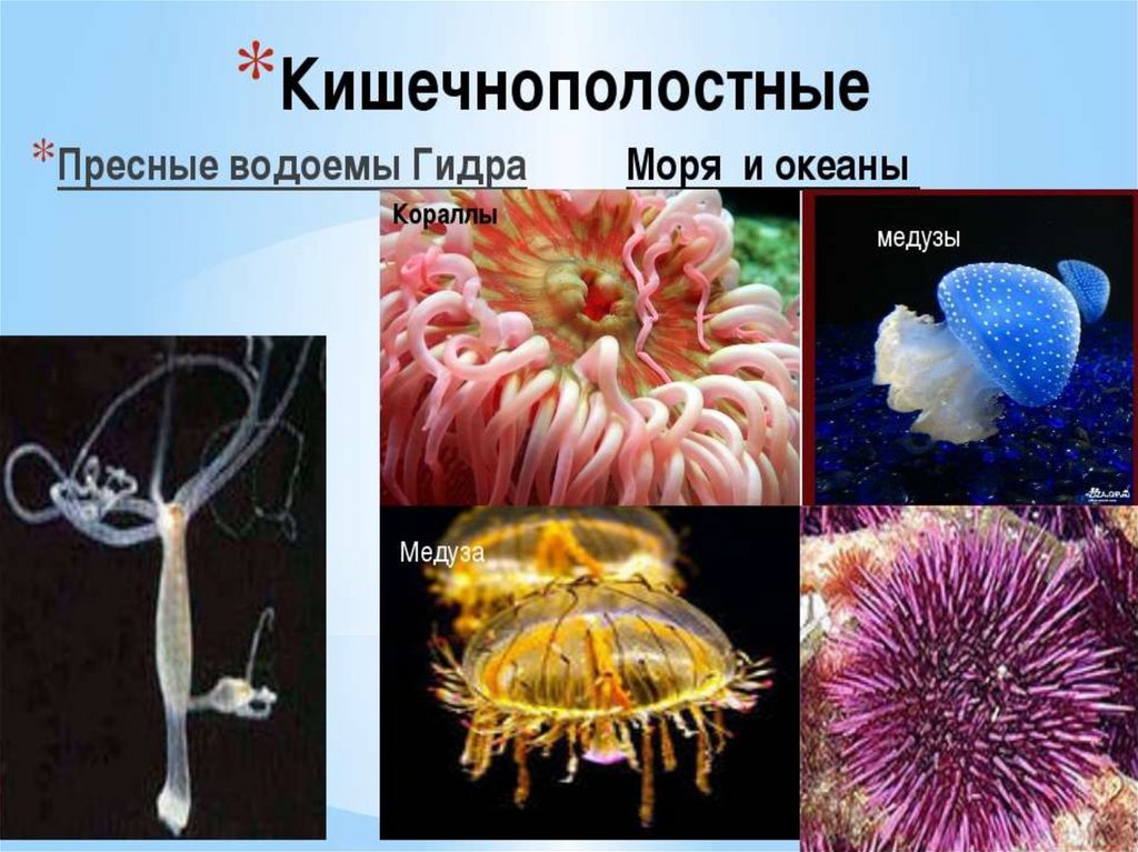 Какие черви кишечнополостные. Представители кишечнополостных 5 класс биология. Кишечнополостные гидра медузы кораллы. Прежставителикишечнополостных. Тип Кишечнополостные представители.