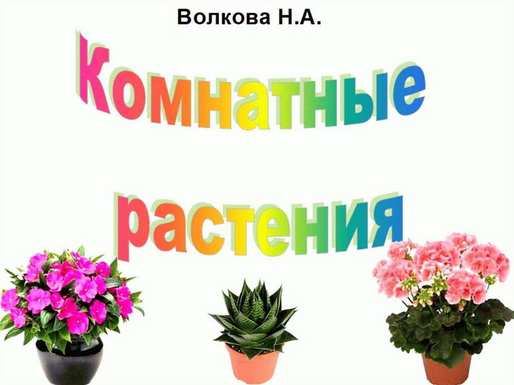 Комнатные растения для дошкольников