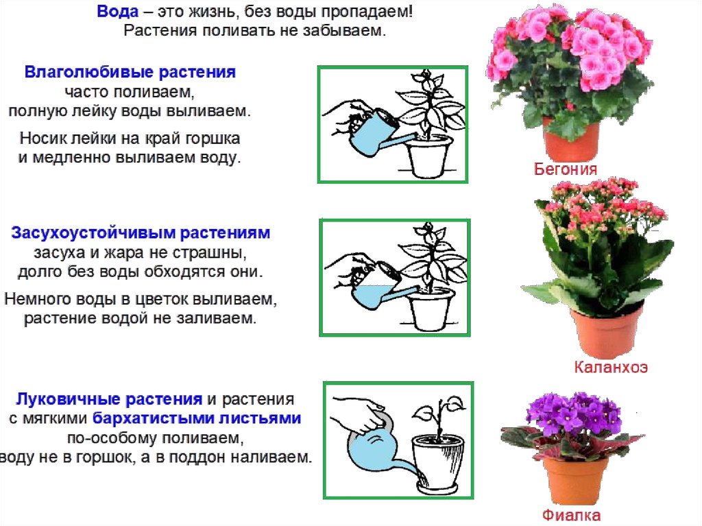 Тема недели комнатные растения в средней группе. Комнатные растения средняя группа. Схема ухода за комнатными растениями. Комнатные растения и уход за ними презентация. Презентация комнатные цветы средняя группа.