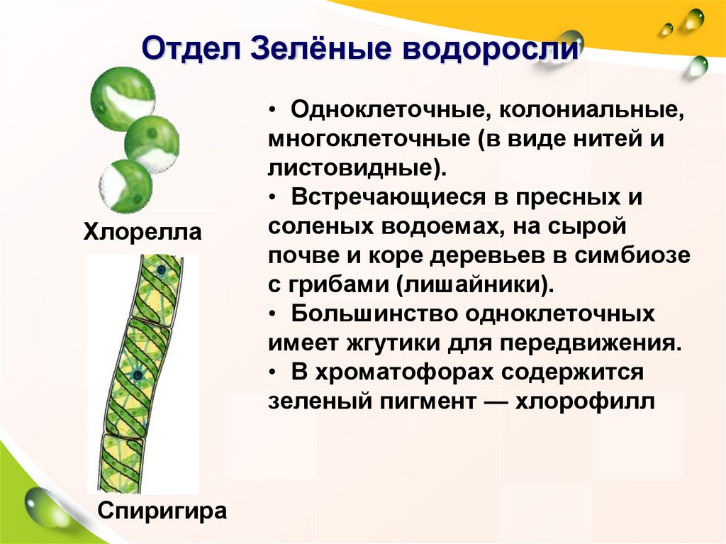 Водоросли общая характеристика презентация