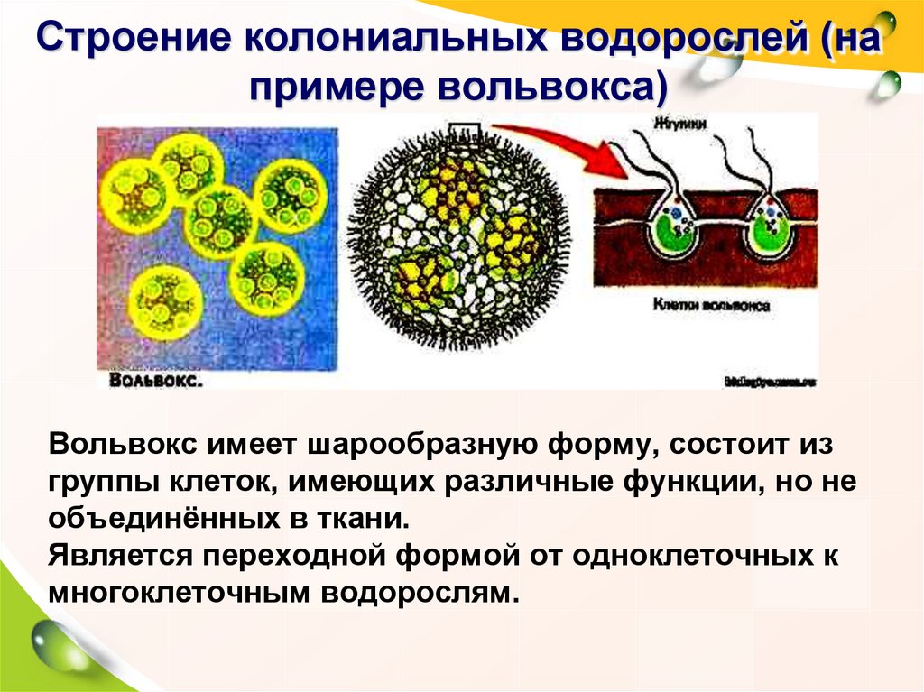 В каких биотехнологиях используют одноклеточные водоросли. Вольвокс колониальный организм. Колониальные водоросли вольвокс. Колониальные жгутиконосцы вольвокс. Вольвокс многоклеточная водоросль.