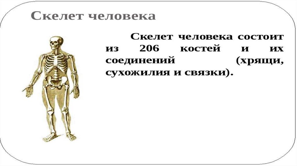 Тест по анатомии скелет. Кости для презентации. фото для презентации по костям. строение скелета в зависимости от типа фигуры. строение скелета когда человек бежит.