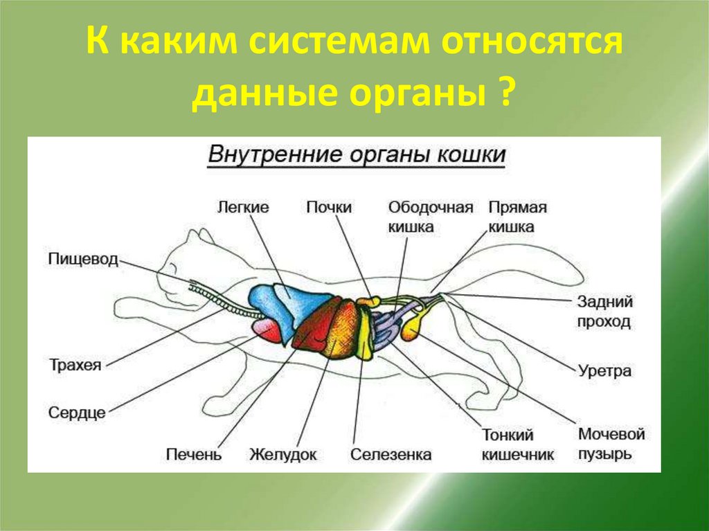 Органы кошки схема