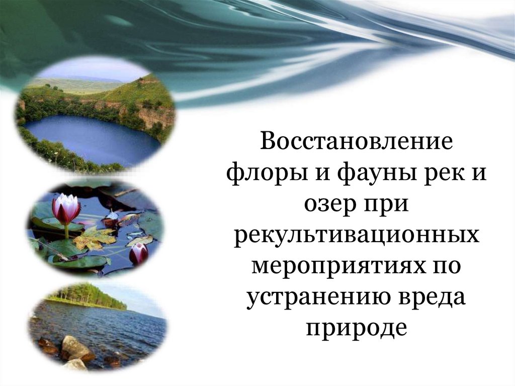 Восстановление флоры. Характер проблем касающихся Флоры и фауны 9. Биоэкологический мониторинг пруда анализ Флоры и фауны.