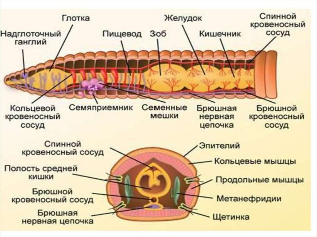 Строение самостоятельного. Строение малощетинковых червей червей. Внешние строение щетинковых чепвей. Внешнее строение малощетинковых червей. Строение малощетинковых кольчатых червей.