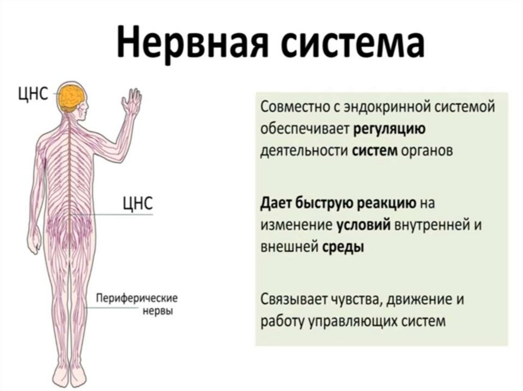 Периферическая нервная система слова. Нервная система. Нервная система ноги. Нервная система ноги человека. Нерв.