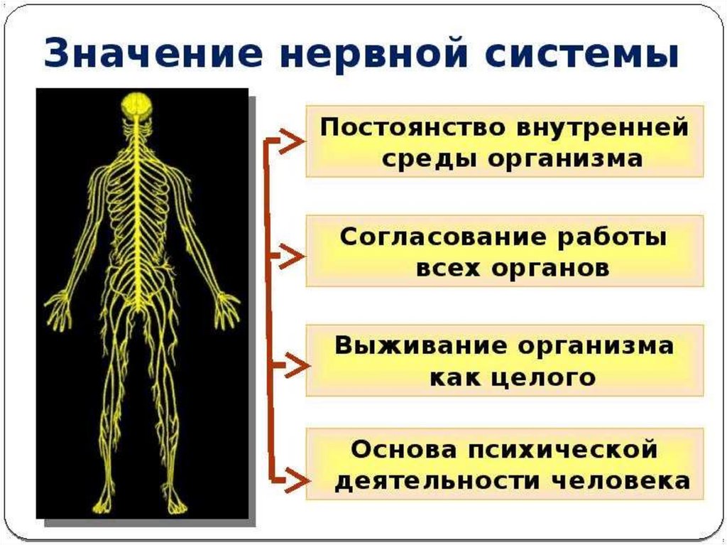 Нервная система организма. Значение нервной системы. Нервная система (НС). Значение нервной системы для организма. Значение нервнойиситеиы.