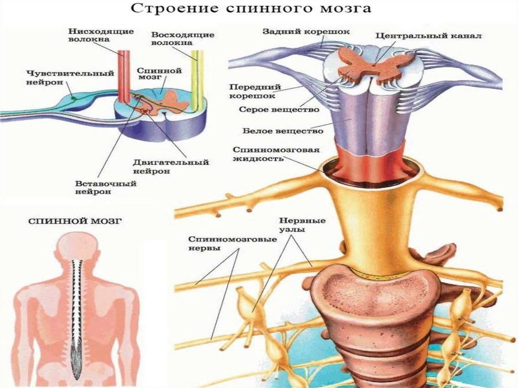 Структурныеткомпоненты НС.