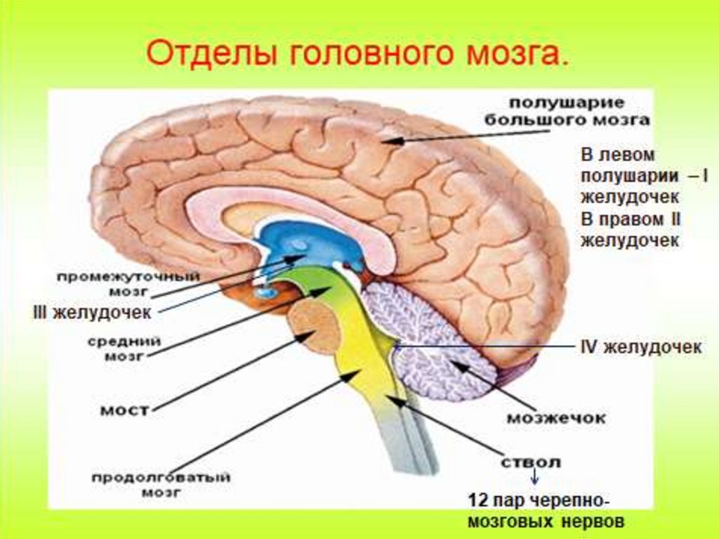 Тест по теме головной мозг. Строение головного мозга отделы головного мозга. Отделы головного мозга человека схема. Структуры головного мозга биология 8 класс. Отделы головного мозга рисунок.