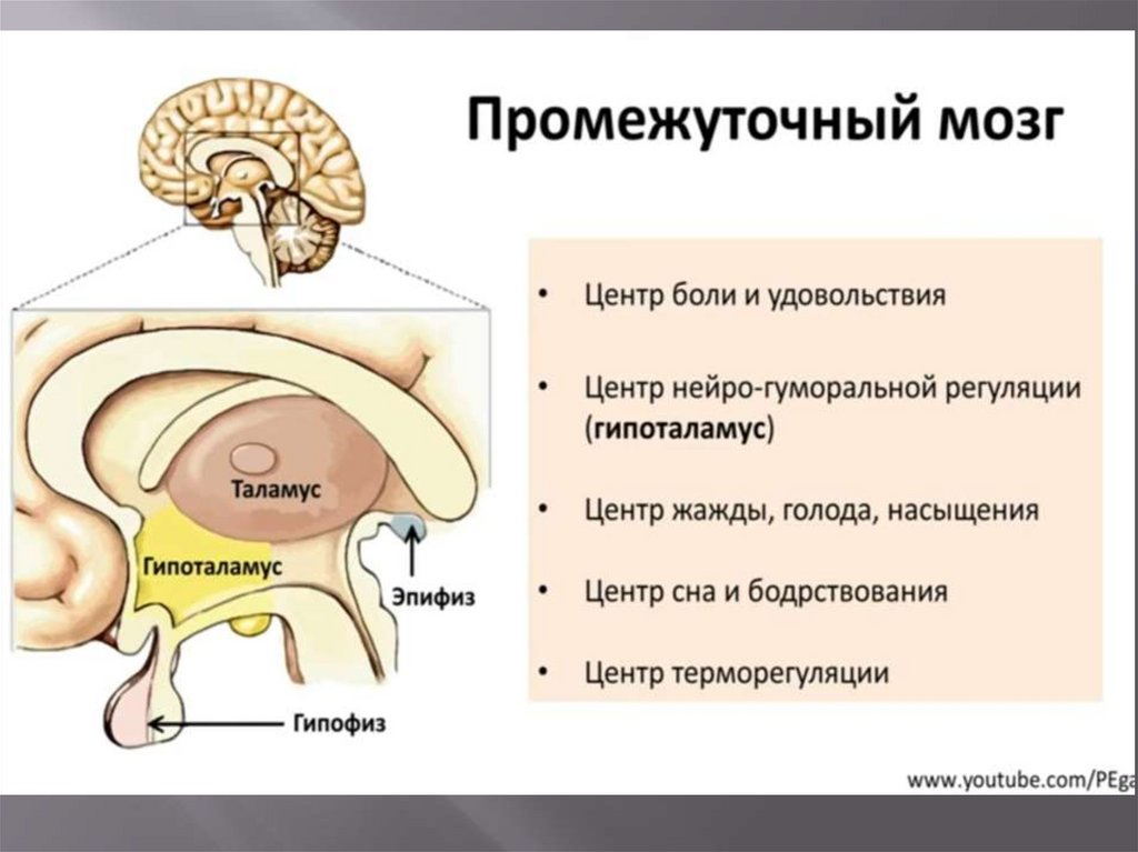 Нервы промежуточного мозга. Промежуточный мозг. Промежуточный мозг строение. Отделы промежуточного мозга. Строение промежуточного мозга человека.