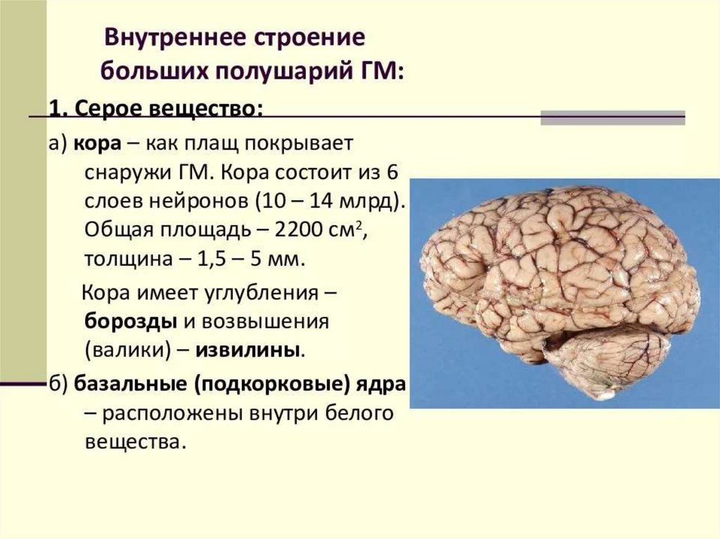 Функции коры больших полушарий презентация