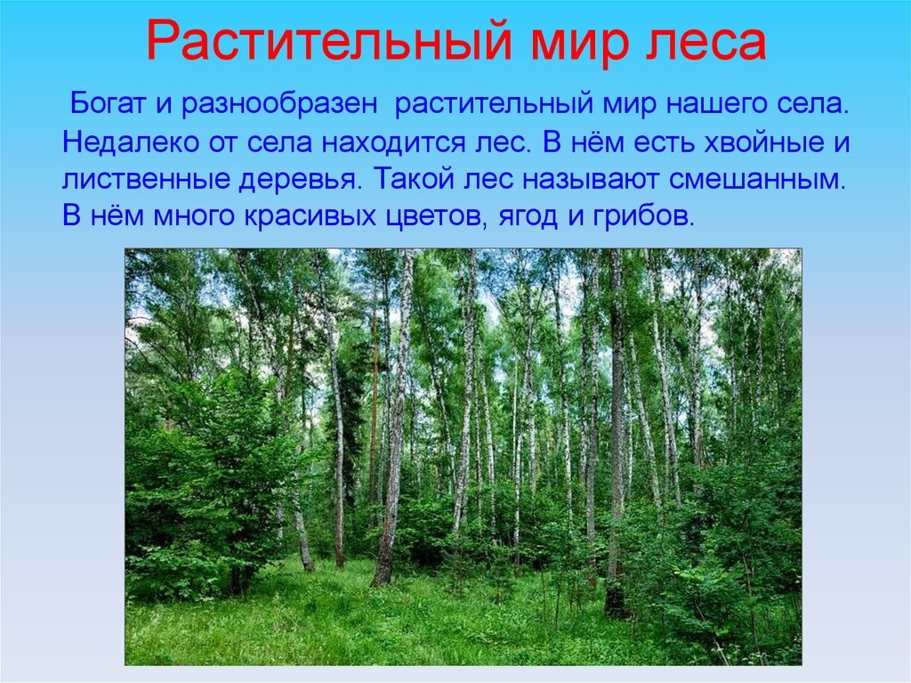 Какой лес самый богатый. Растительный мир леса. Наиболее разнообразна растительность лесов :. Богатства леса сообщение. Наш край богат лесами.