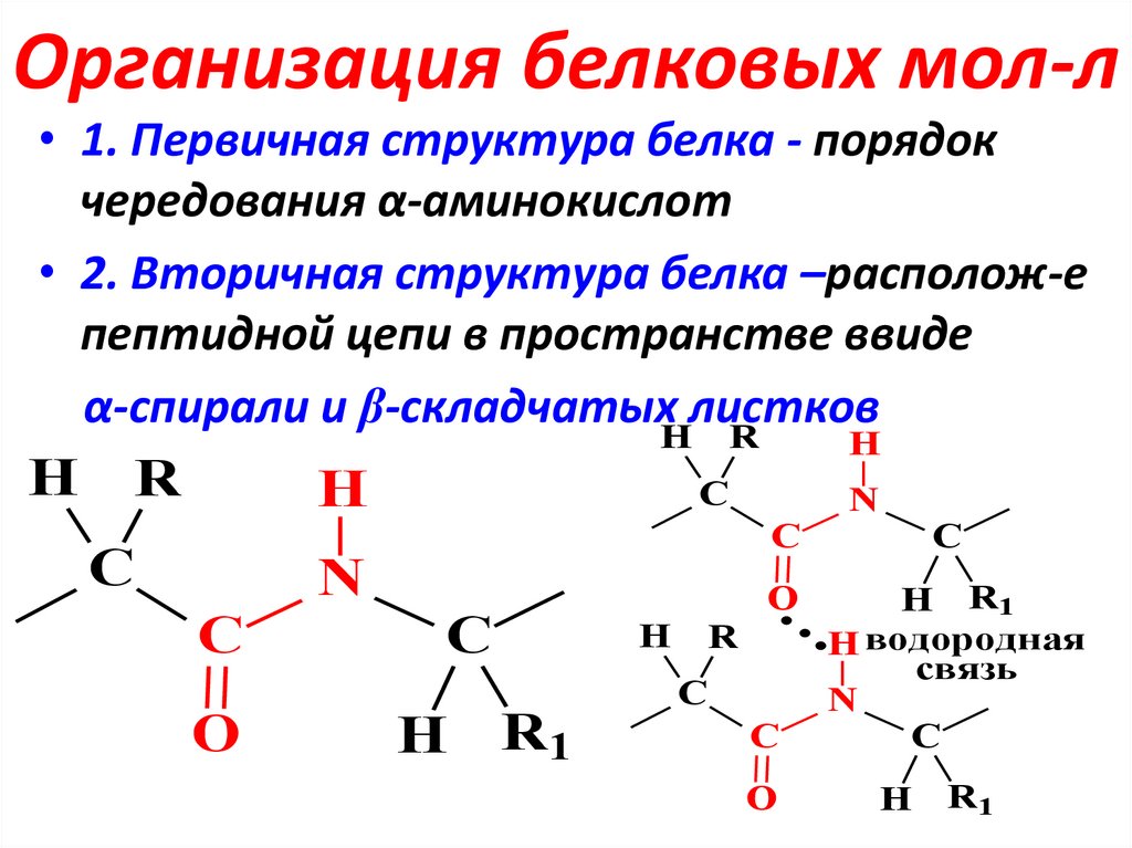 Организация белков