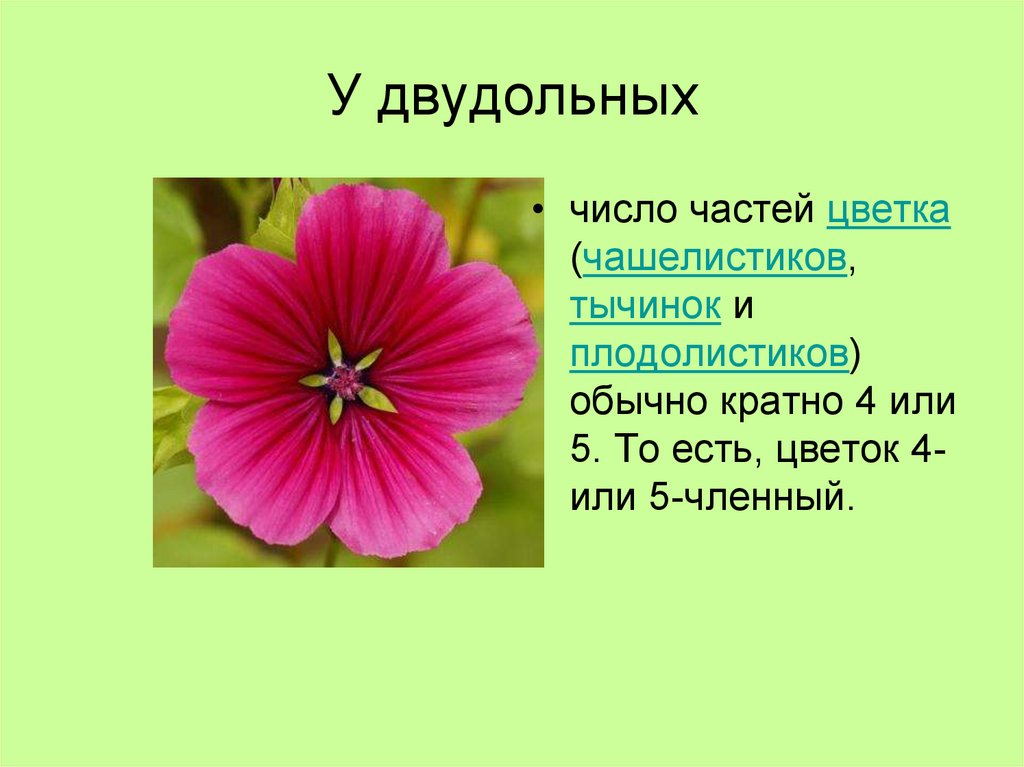 Число частей цветка кратно 5