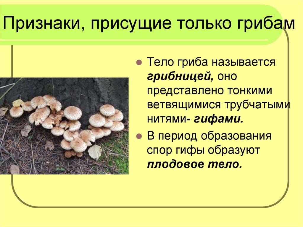 Особенности грибов в природе. Отличительные особенности грибов. Грибы признаки грибов. Признаки характерные только для грибов. Характерные признаки царства грибов.