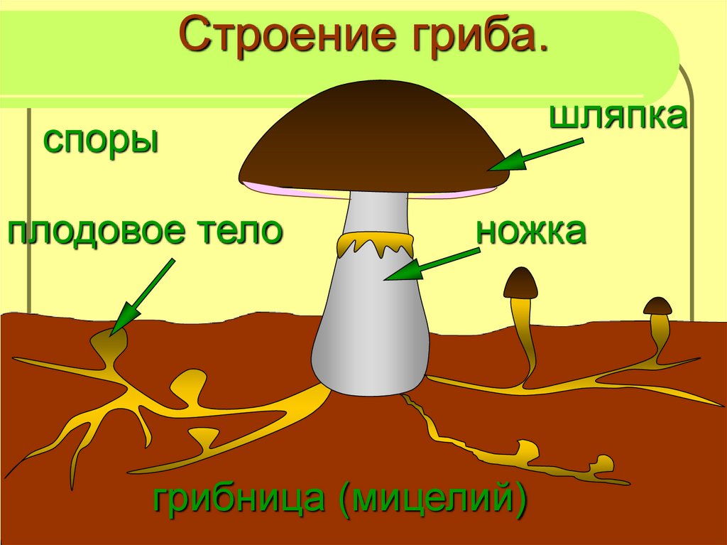 Три группы шляпочных грибов. Строение шляпочного гриба. Схема гриба. Шляпочный гриб рисунок. Схема строения шляпочного гриба.