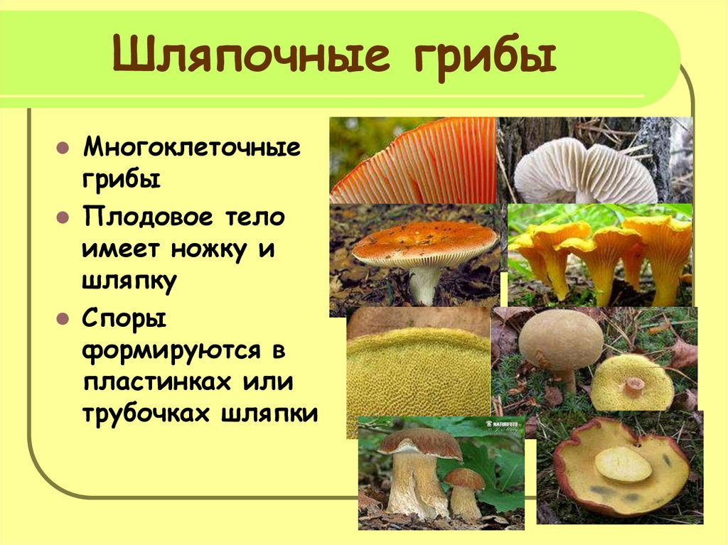 Шляпочные грибы многоклеточные. Проект по биологии 5 класс Шляпочные грибы. Плодовое тело шляпочного гриба. Многообразие шляпочных грибов. Многоклеточные Шляпочные грибы.