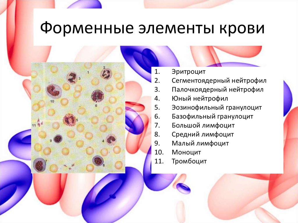 Презентация по крови