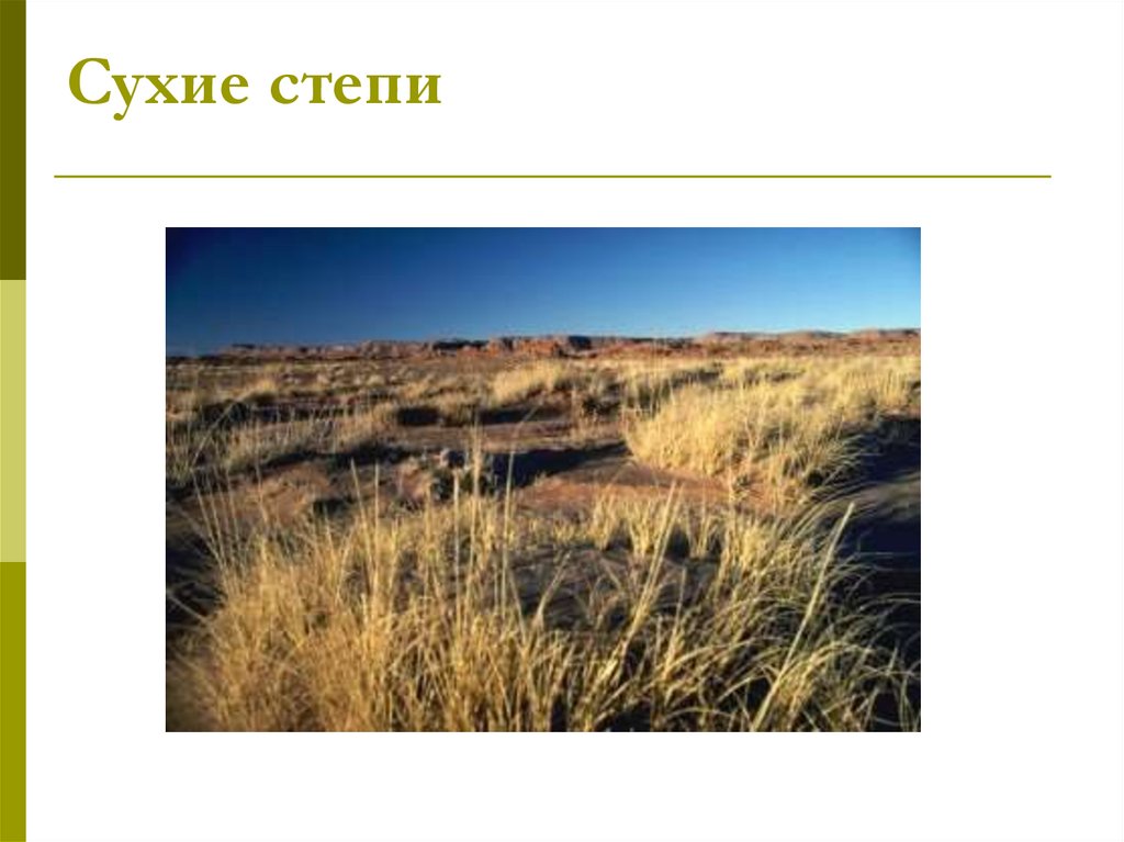 Какие почвы в степях россии. Сухая степь. Зона сухой степи России. Почвы сухих степей. Зона сухих степей.