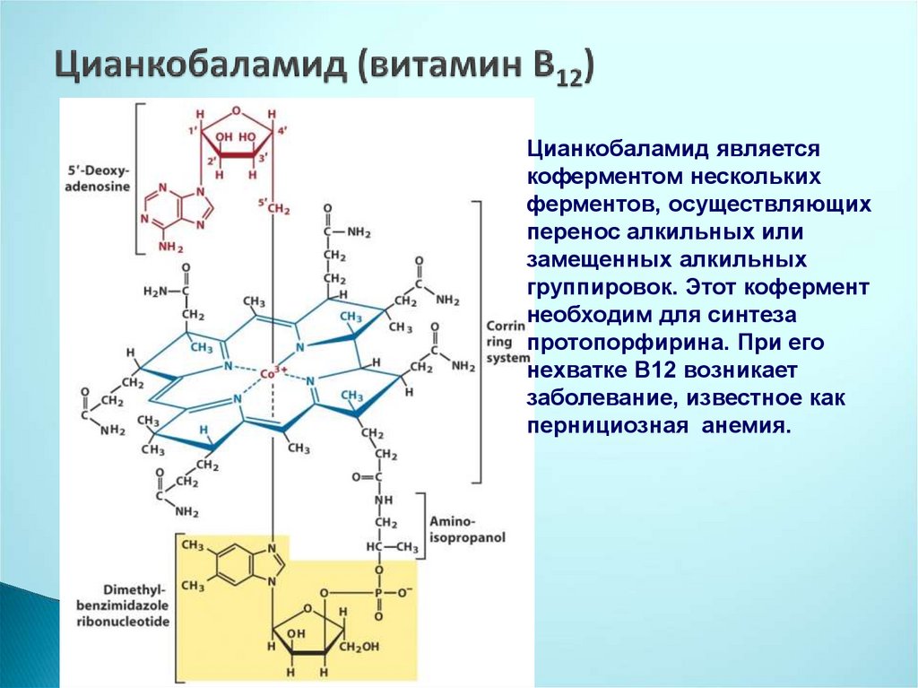 Витамин е презентация по биохимии