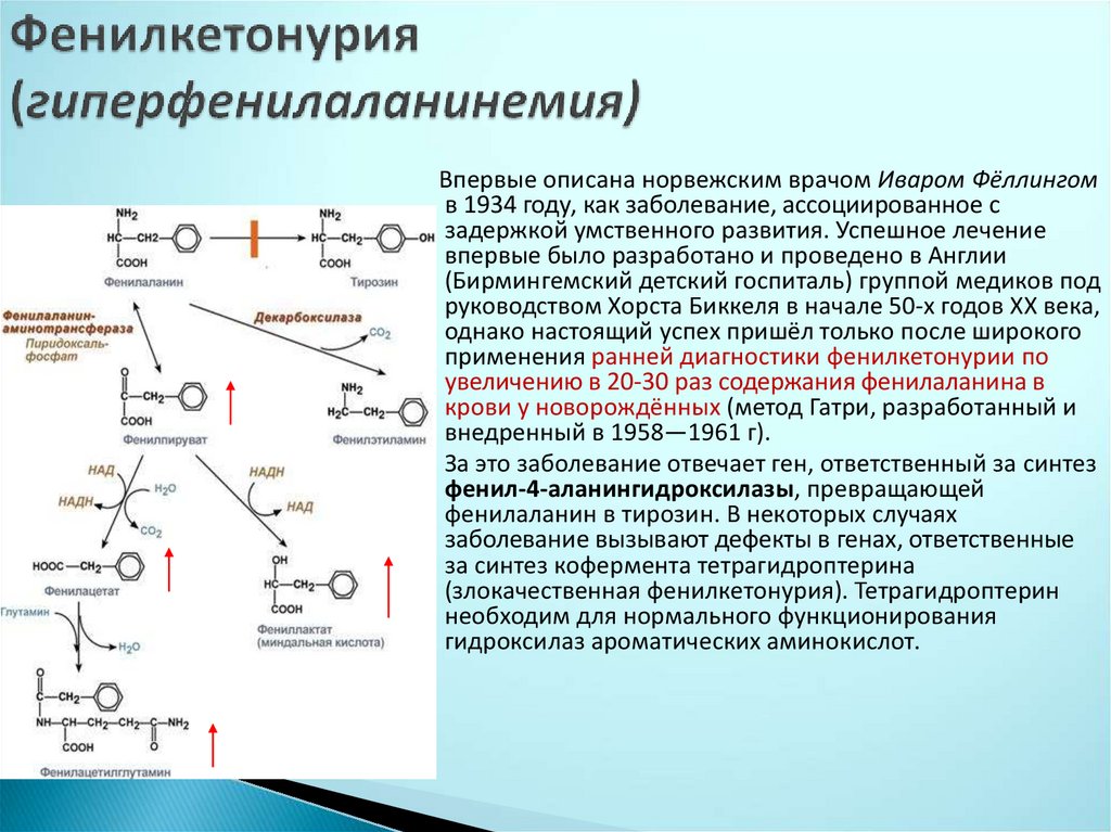 Фенилкетонурия биохимия