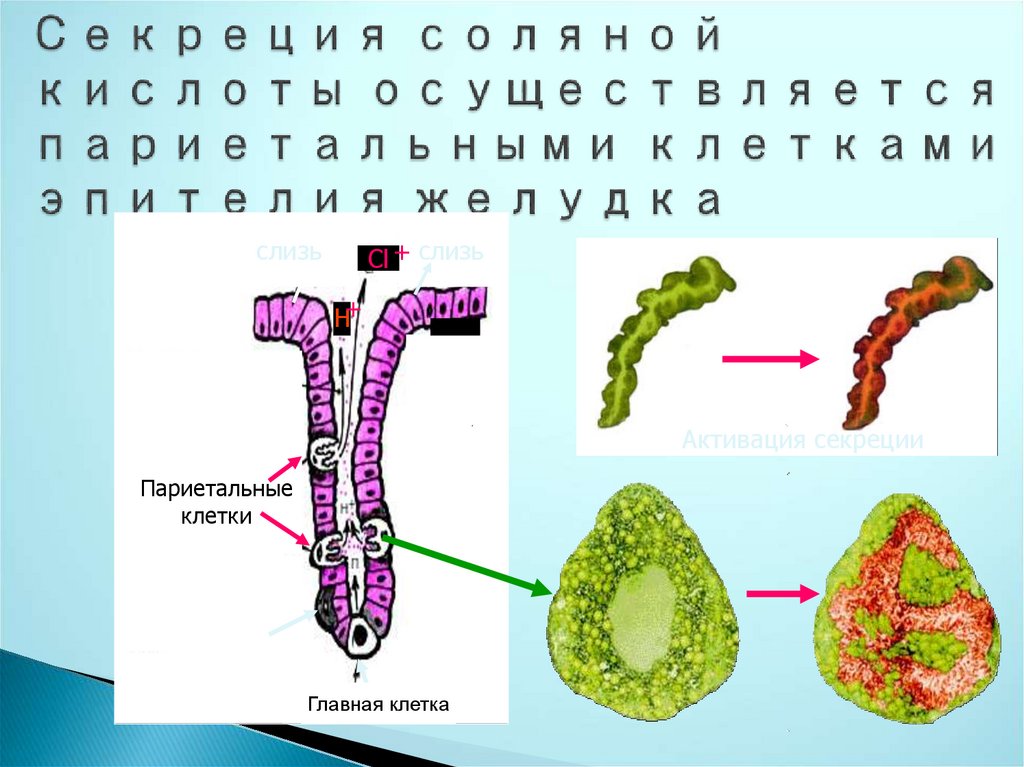 Париетальные клетки желудка