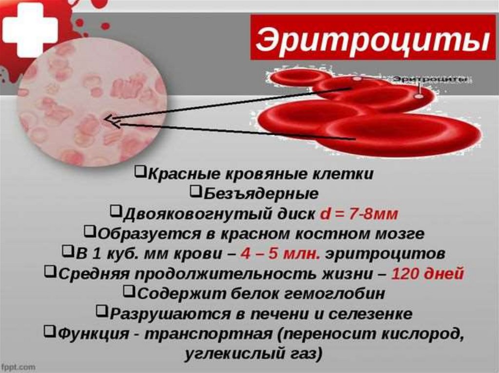 Железо в венозной крови. Эритроциты красные кровяные клетки. Эритроциты лейкоциты тромбоциты. Клетка эритроцита. Функции лейкоцитов тромбоцитов.