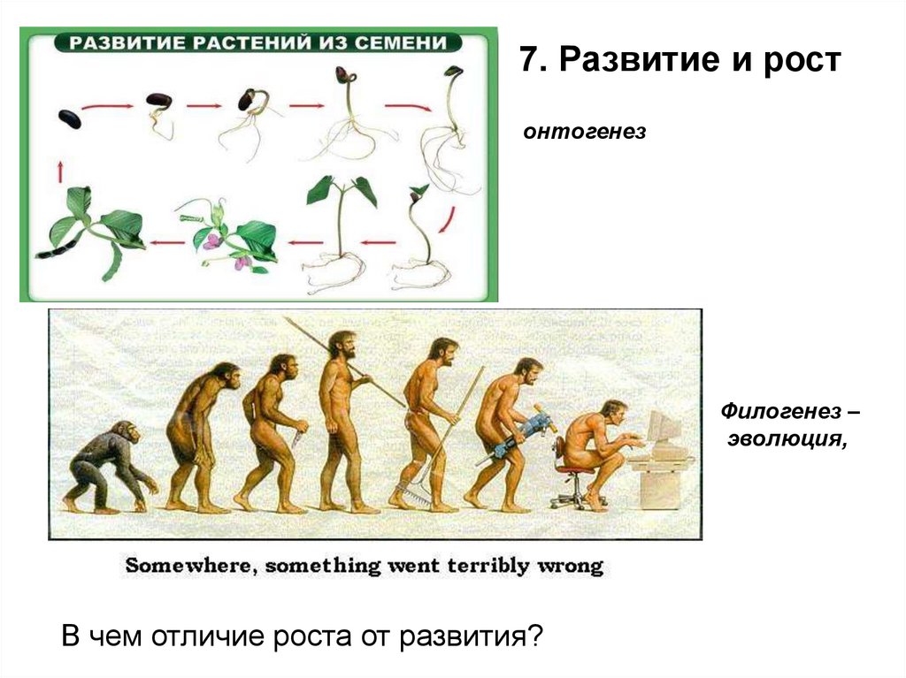 Эволюция биологическая система