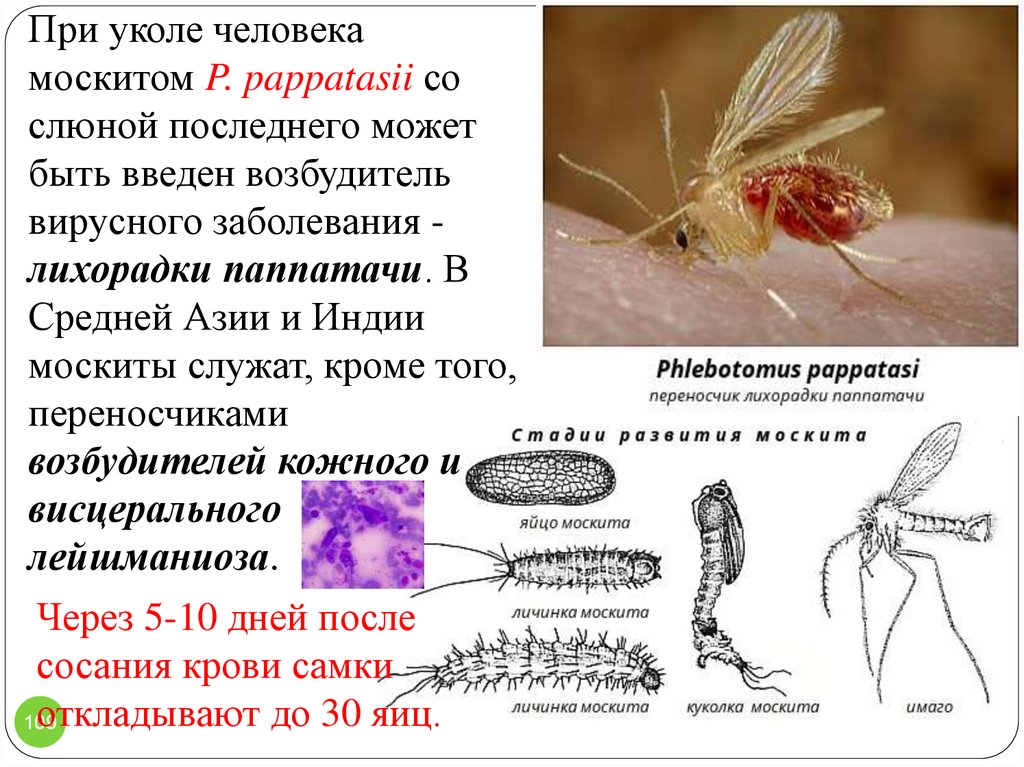 Презентация медицинская арахноэнтомология