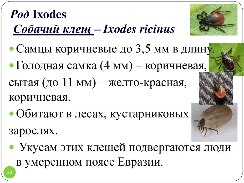 Клещ какая среда. Клещ собачий среда обитания. Собачий клещ (Ixodes Ricinus) – возбудитель. Систематика клещей собачий клещ. Собачий клещ Ixodes Ricinus.