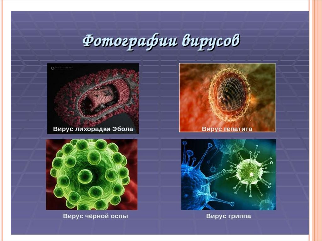 Вирусы презентация 6 кл