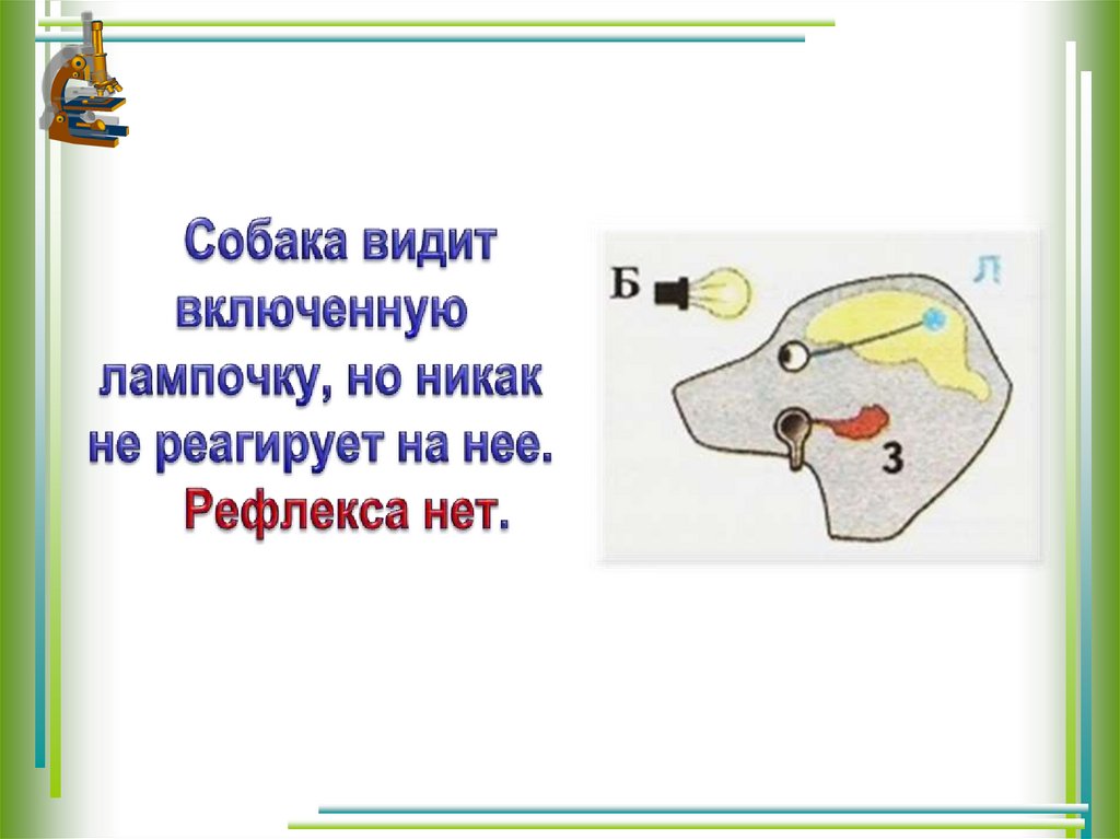 Презентация по биологии 8 класс вклад отечественных ученых в разработку учения о внд