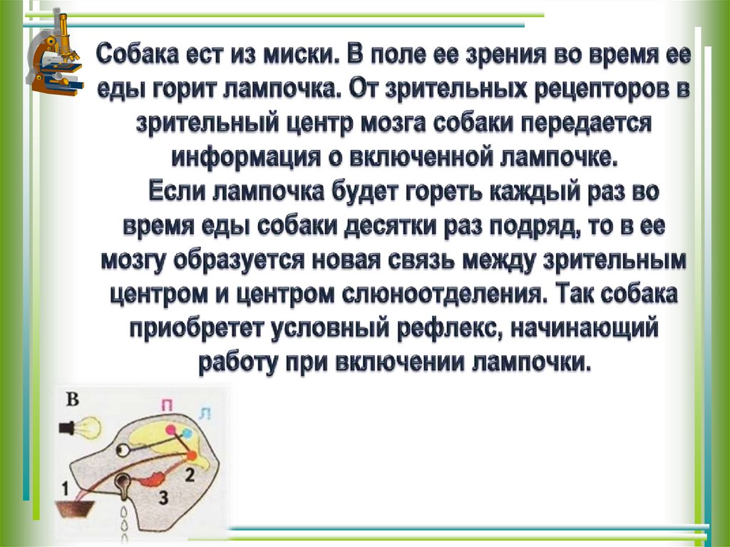 Вклад отечественных ученых в разработку учения о высшей нервной деятельности презентация