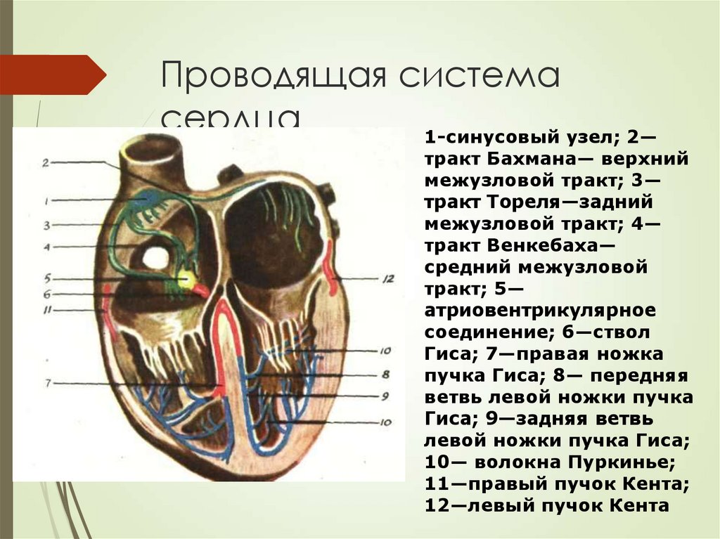 Проводящая система органов