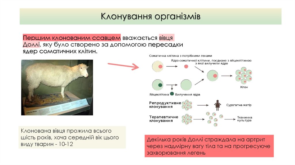 Клонування організмів проект