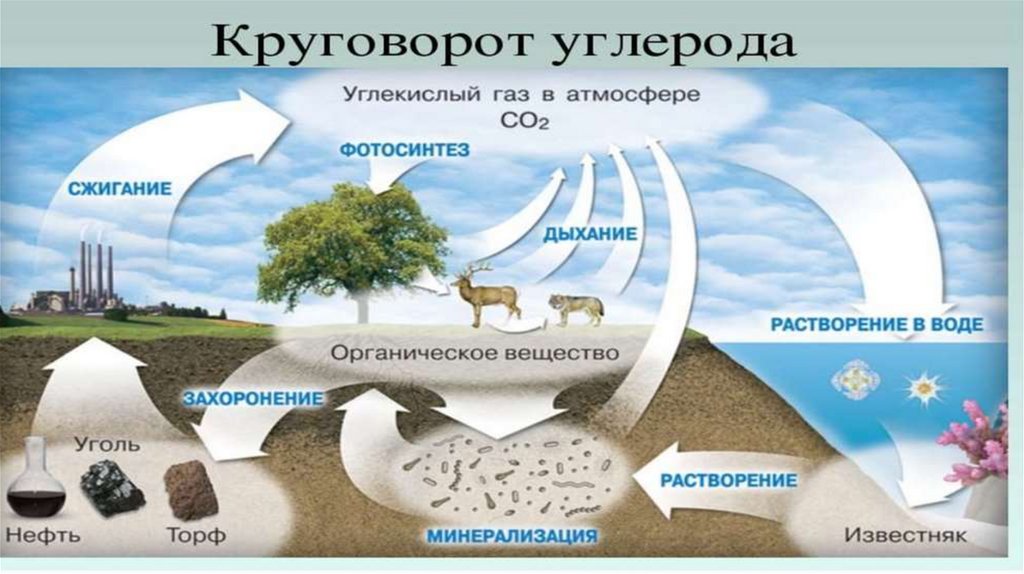 Углекислый газ функции в биосфере. Круговорот углерода в природе картинки. Биогеохимические циклы круговорот углерода. Биогеохимический круговорот элементов. Глобальный биогеохимический круговорот.