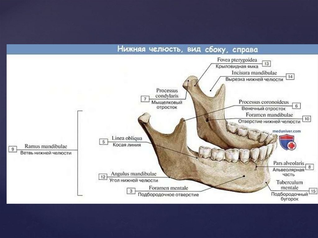 Нижний край нижней челюсти. Альвеолярный отросток нижней челюсти анатомия. Нижняя челюсть кость черепа анатомия. Строение нижней челюсти на латыни. Нижняя челюсть анатомия строение.