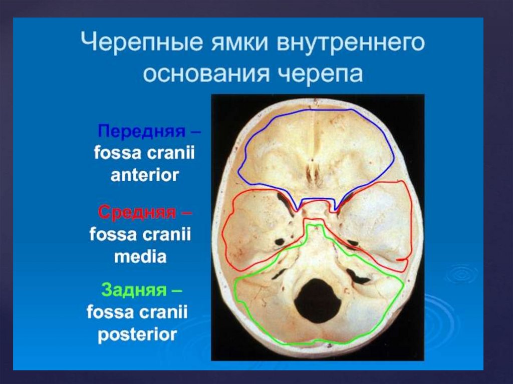 Основание черепа где. Три Черепные ямки внутреннего основания черепа. Основание черепа Черепные ямки. Передняя средняя и задняя Черепные ямки. Черепные ямки анатомия внутреннее основание черепа.