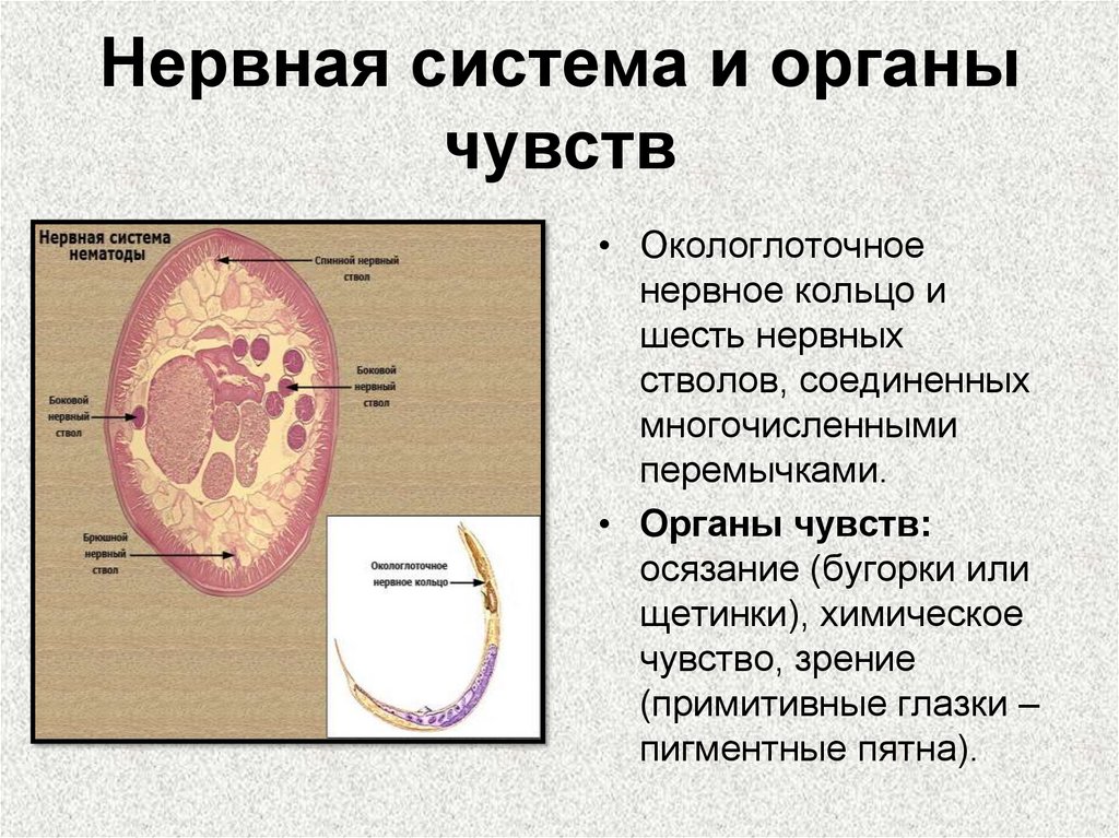 Органы чувств структура. Окологлоточное нервное кольцо у круглых червей. Нервная система и органы чувств. Система органов чувств. Нервная система и органы чувств система человека.