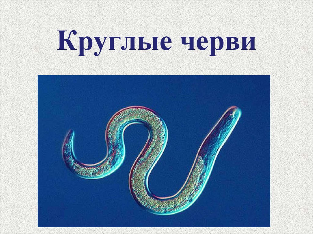 Круглые черви