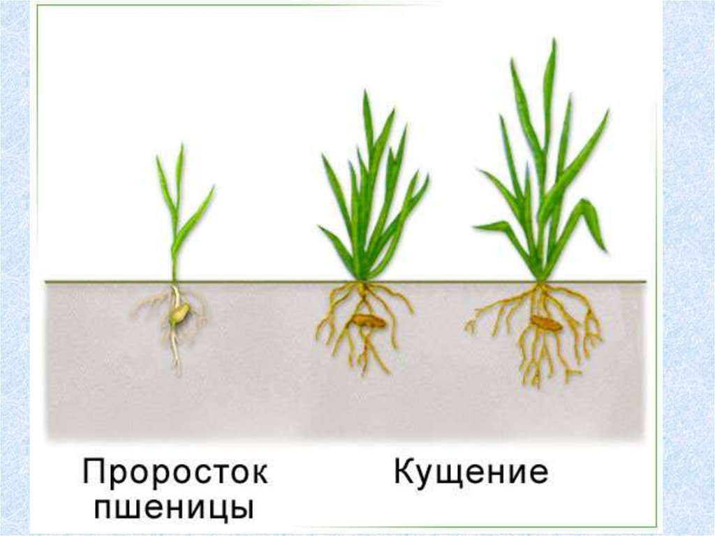 Сколько растет пшеница