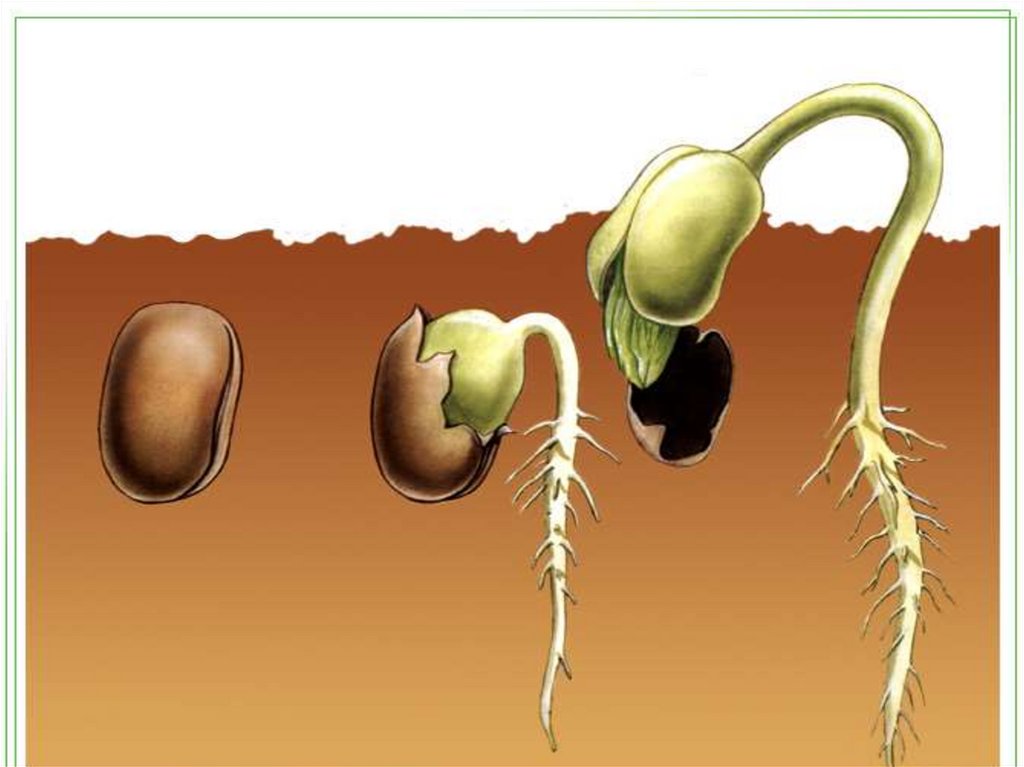 Укажи порядок рисунков при прорастании семени фасоли