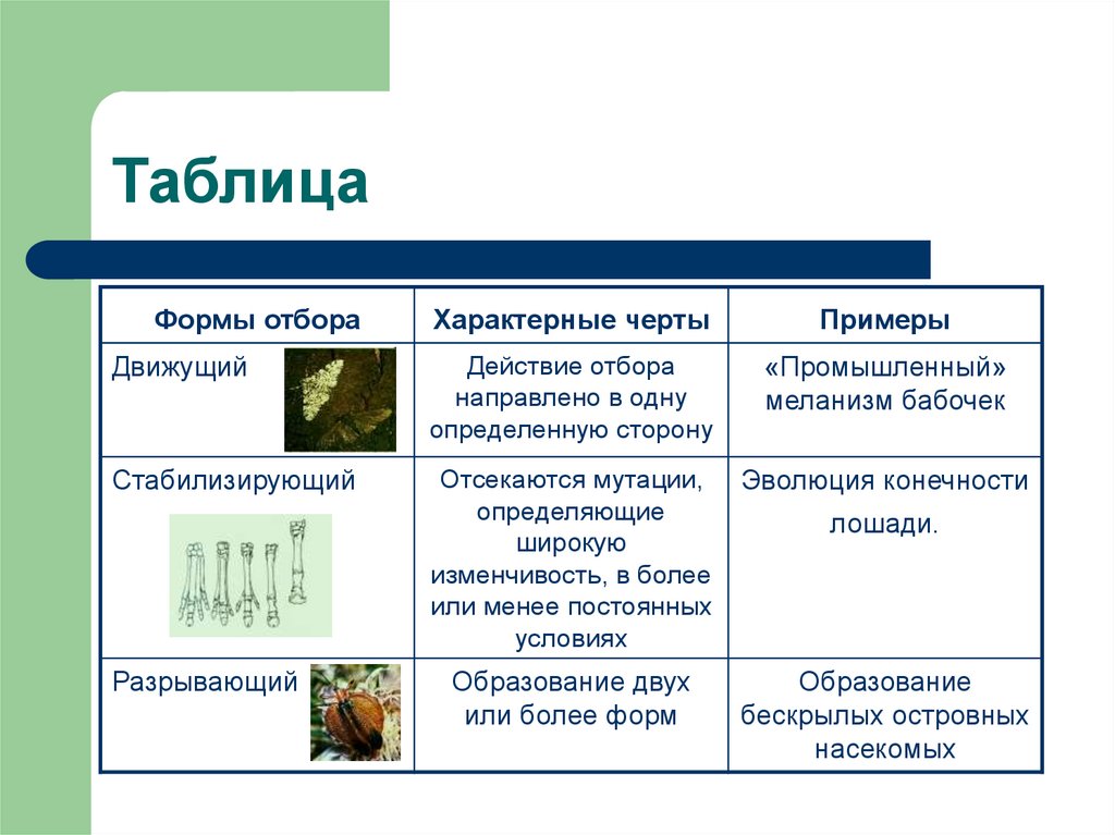 Сравнение форм отбора. Формы естественного отбора таблица по биологии. Формы естественного отбора таблица с примерами. Формы естественного отбора движущий и стабилизирующий. Формы естественного отбора стабилизирующий движущий таблица.