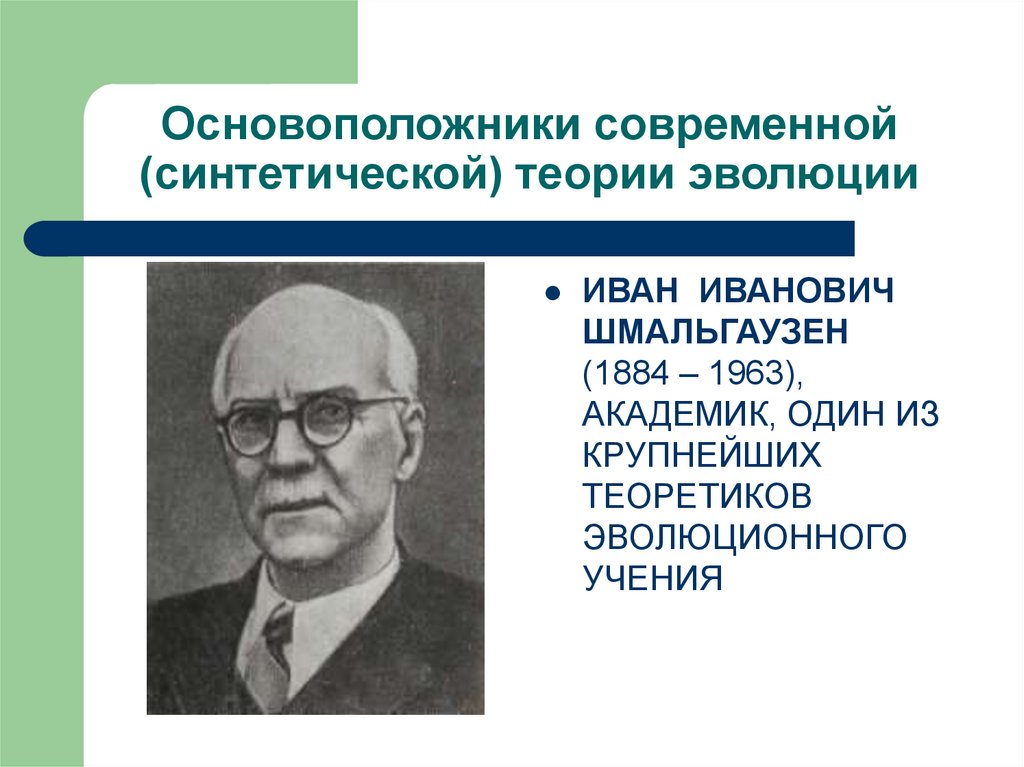 Кто был основоположником учения о. Шмальгаузен синтетическая теория эволюции.