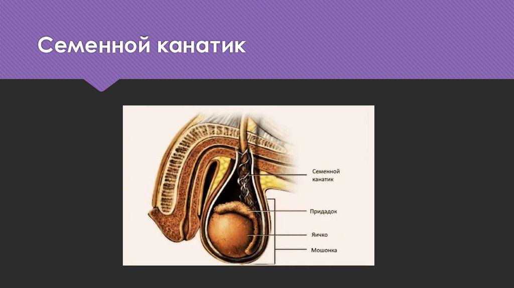 Анатомия яичка и семенного канатика. Семенной канатик у мужчин анатомия. Ход семенного канатика анатомия. Семенной канатик топография.