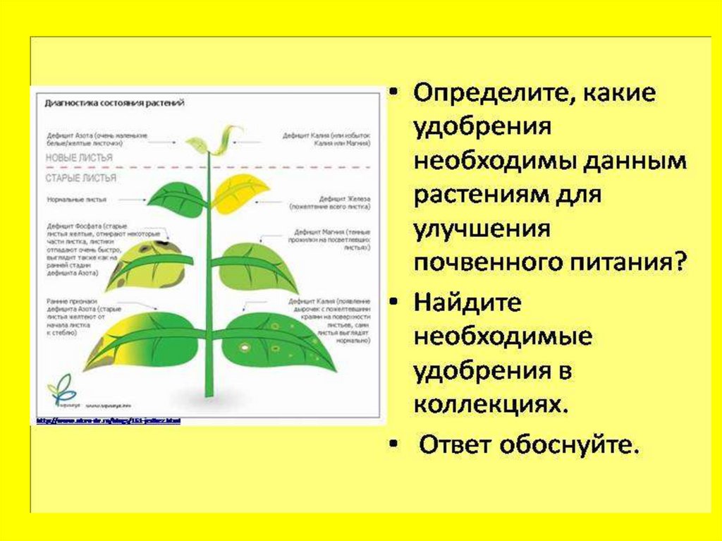 Выберите верное утверждение о минеральном питании растений. Почвенное питание растений 6 класс биология таблица. Минеральное питание растений. Почвенное питание 6 класс биология. Почвенное питание растений.