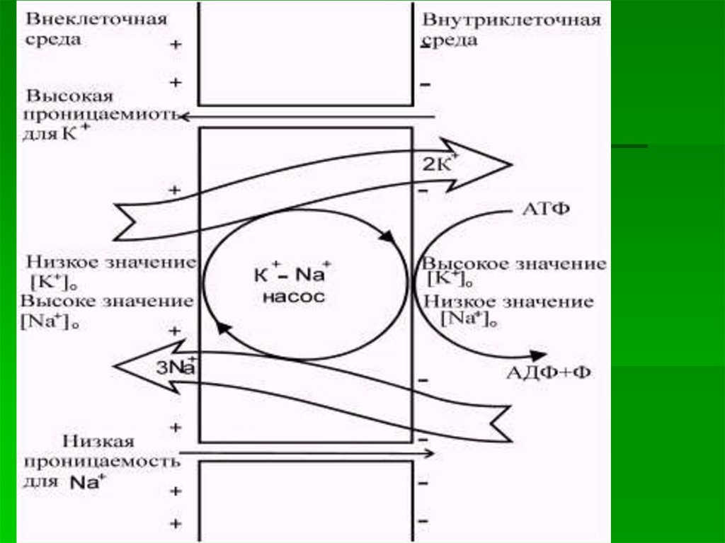 Как называется последовательность клеток приведенная на схеме