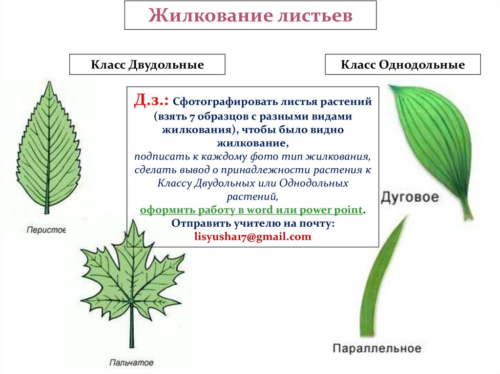 Класс двудольные жилкование листьев