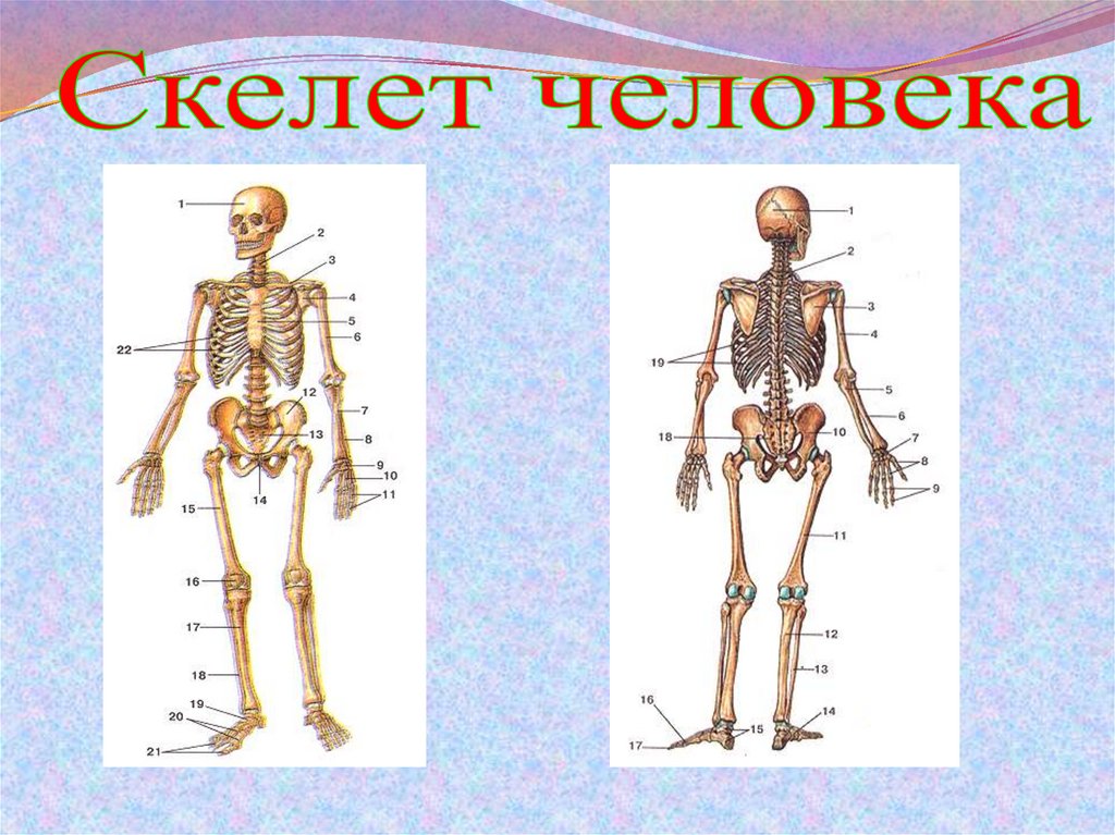 Формирование скелета. Скелет человека по физической культуре. Скелет человека по физре. Эмблемы на тему скелет опора тела человека. Скелет опора тела по таджикский как переводится.